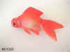 2"  Fantail gold fish squirt
